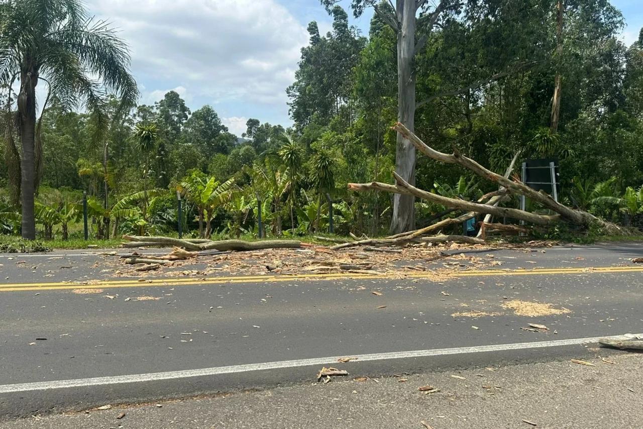 SC-445: queda de árvore sobre pista resulta em bloqueio parcial do trânsito