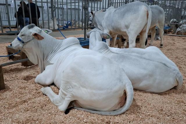Último dia da AgroPonte terá atrações culturais e apresentações equestres