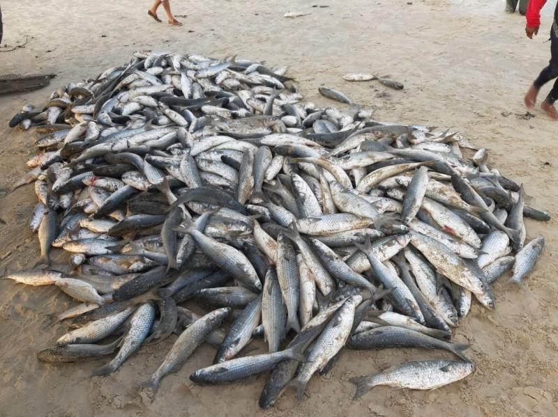 Pesca da tainha encerra na próxima semana e safra fica abaixo do esperado na região Sul 