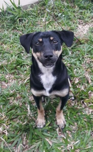 Animal encontrado no bairro Centro