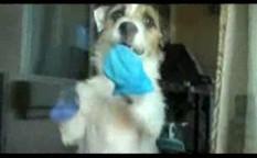 Cão dono de casa, dispensa faxineira