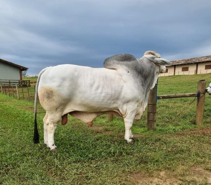 Touro da raça Brahman mais pesado do Brasil estará em exposição na AgroPonte