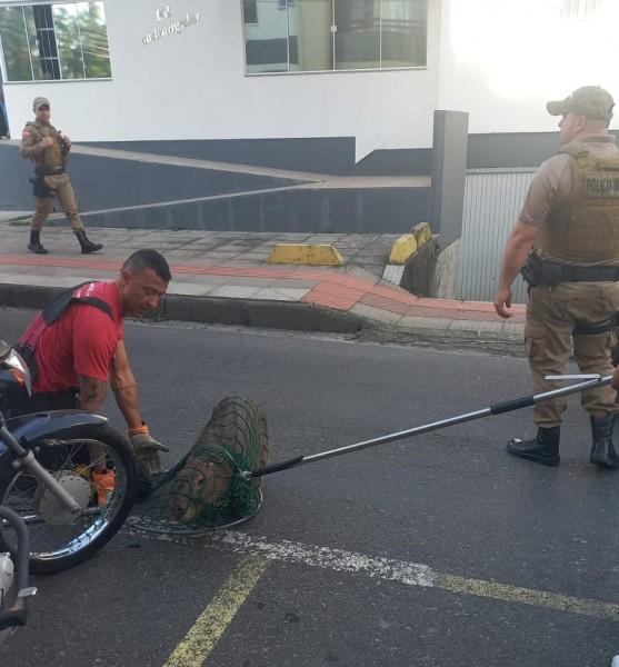 Forças de segurança param o trânsito para resgatar capivara em Criciúma