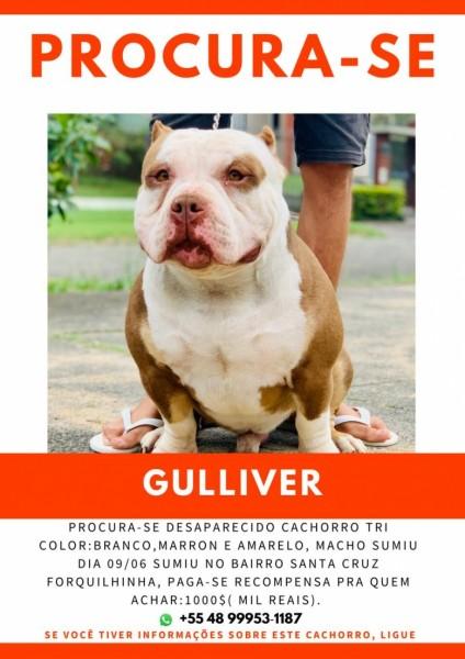 Procura-se Gulliver