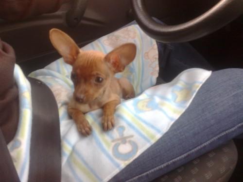 Procura-se Belinha no bairro Brasília, em Criciúma