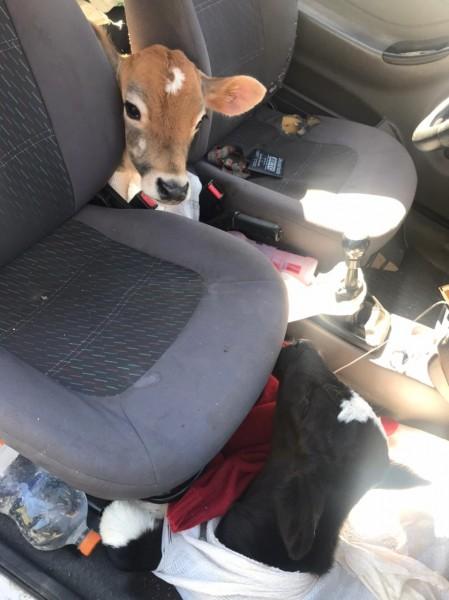 PMRv flagra três bezerros sendo transportados dentro de carro