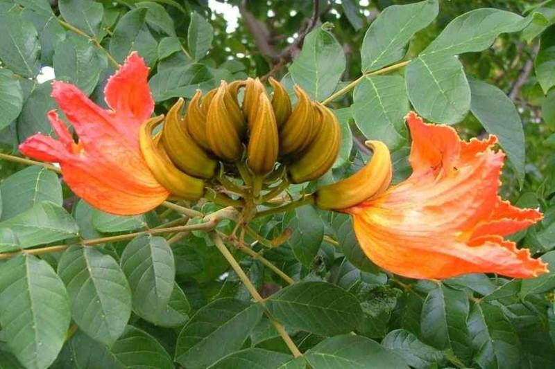 Fundai oferece mudas para substituição de planta que causa morte de abelhas