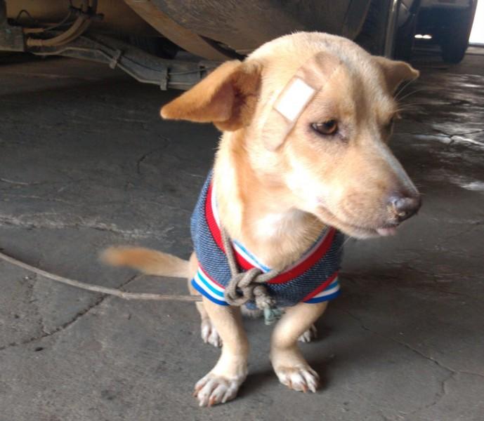 Cão é encontrado no bairro São Luiz