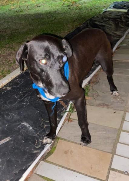 Polícia Civil indicia homem por disparo de arma de fogo contra um cachorro em Laguna
