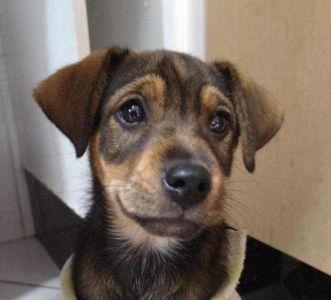 Animal para doação - Canela