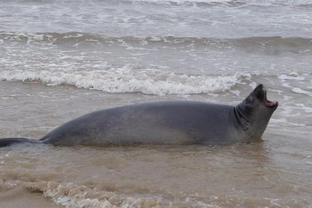 Filhote de elefante-marinho que nasceu em praia de Jaguaruna morre dois dias depois