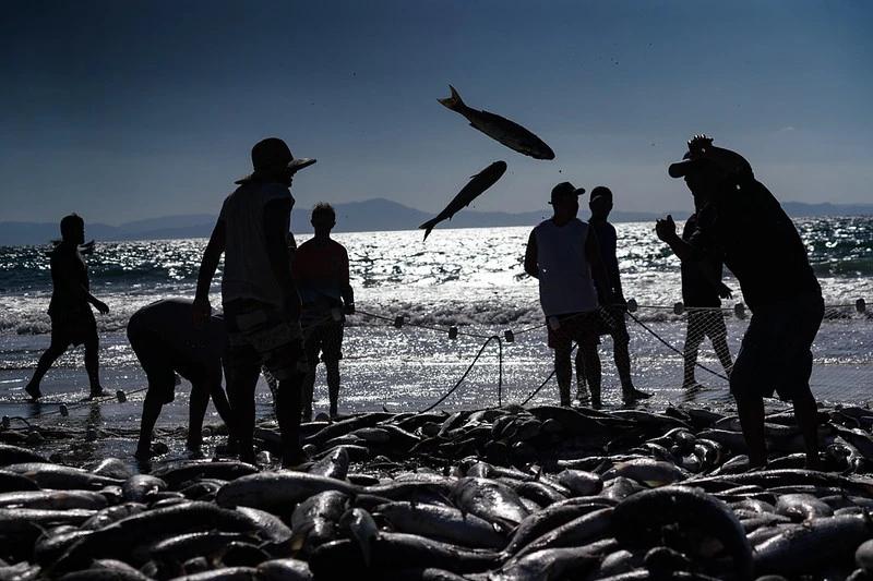 Pescadores torcem por inclusão do Sul de SC em portaria que pode definir cota extra de 370 toneladas de tainha