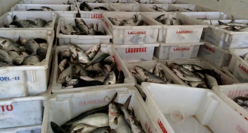 Pesca da anchova e corvina está abaixo do esperado e traz prejuízo aos pescadores
