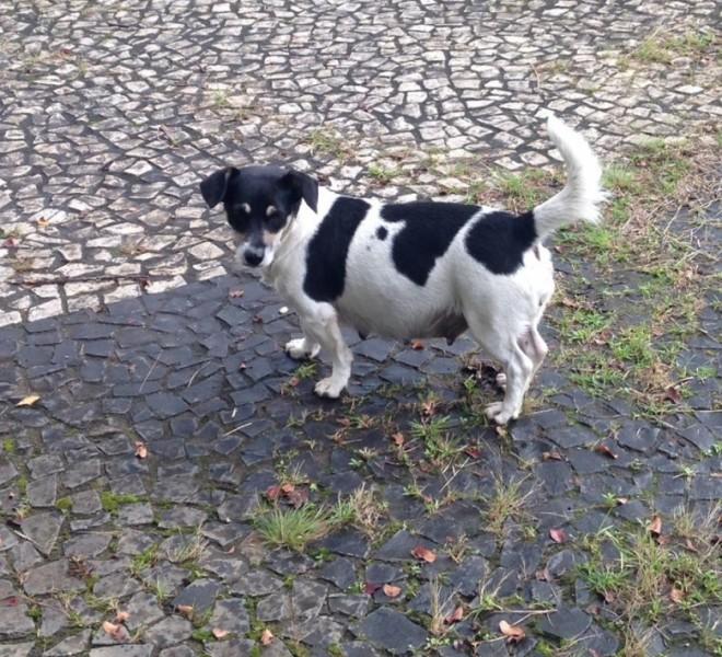 Animal para doação - Docinho