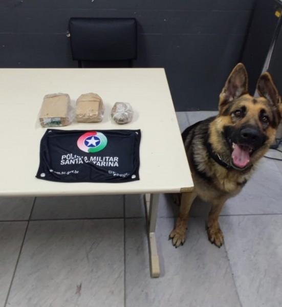 PM apreende mais de meio quilo de maconha no bairro Boa Vista em Criciúma