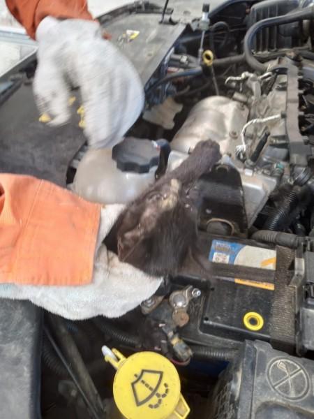 Bombeiros Voluntários de Jaguaruna resgatam filhote de gato preso em motor de carro