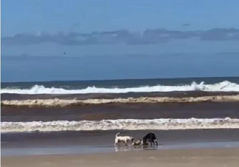 Polícia Civil investiga caso de ataque de cachorros da raça Pitbull 