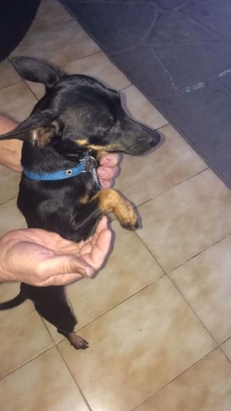 Animal encontrado no bairro São Luiz
