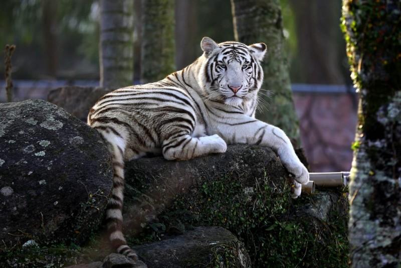 Beto Carrero World anuncia encerramento do 'Mundo Animal', o zoológico do parque