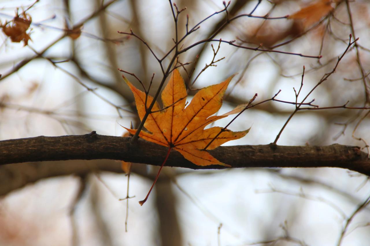 Urupema registra -3,6°C e lidera ranking das menores temperaturas de SC