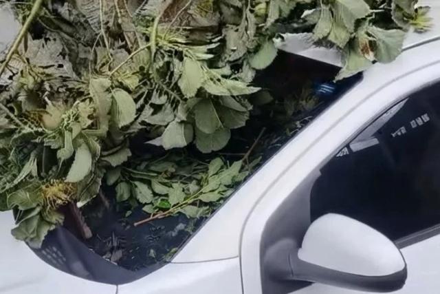 Galho de árvore quebra e atinge veículo em Garopaba