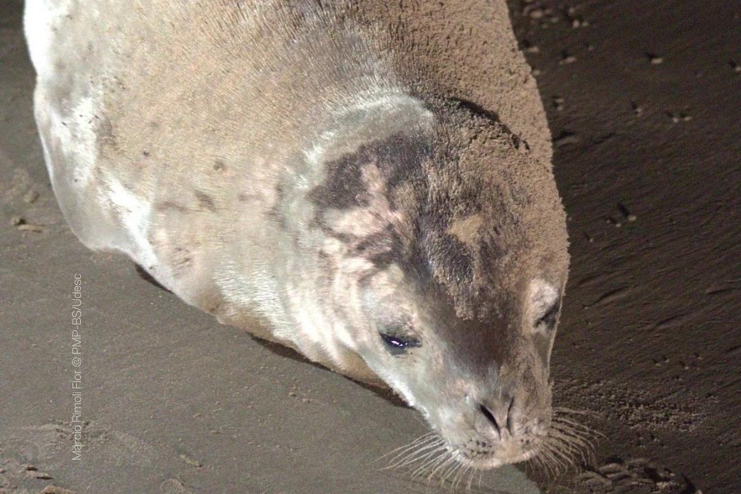 Órgão ambiental registra pela primeira vez foca-caranguejeira no Sul de SC