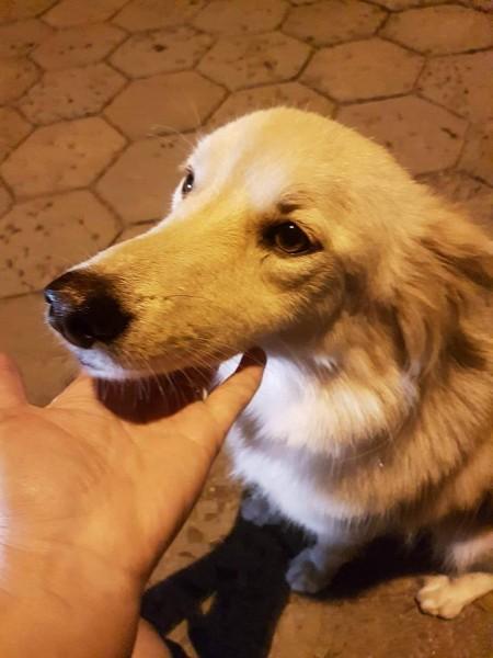 Última semana para cadastros no mutirão de castração para cães e gatos