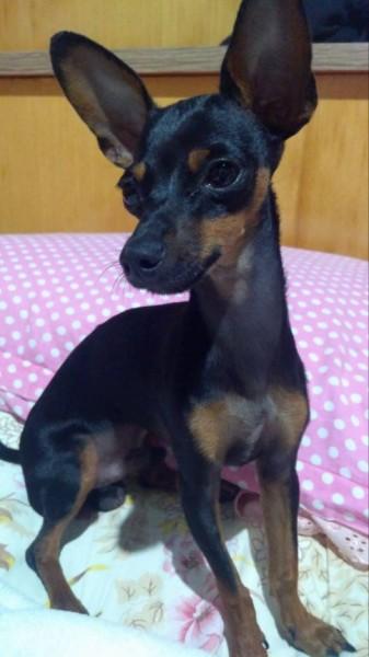 Procura-se Toby 