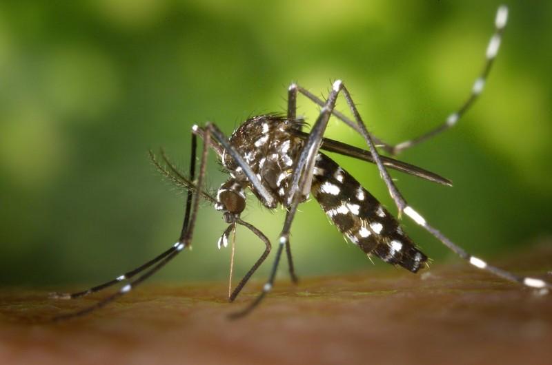 Prefeitura de Criciúma promove 'Dia D' de combate à dengue neste sábado