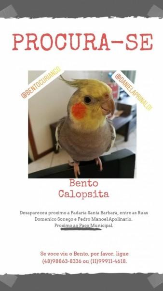 Procura-se Bento