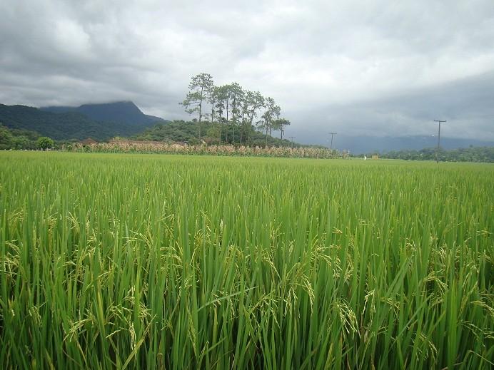 A partir do sul, arroz made in SC no Senegal