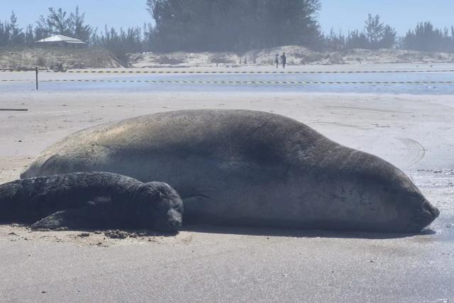 Fotos e vídeos: elefante-marinho dá à luz a filhote em praia de Jaguaruna; área é isolada