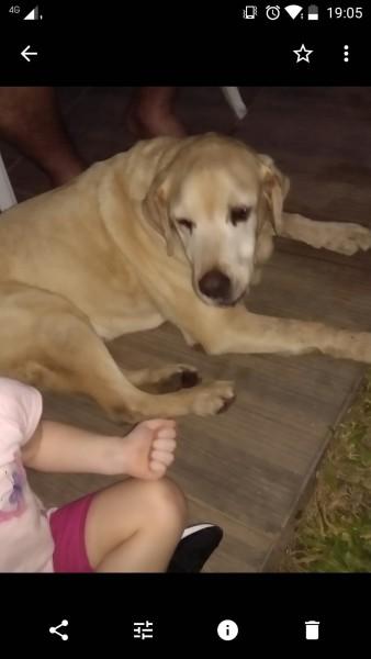Procura-se Nikita