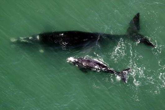 Projeto Baleia Franca avista quarenta animais no primeiro sobrevoo de monitoramento
