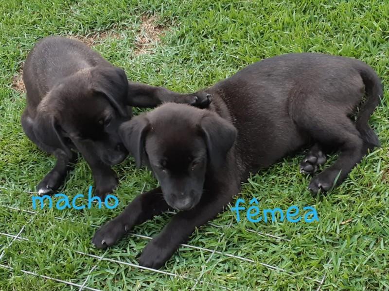 Animais para doação