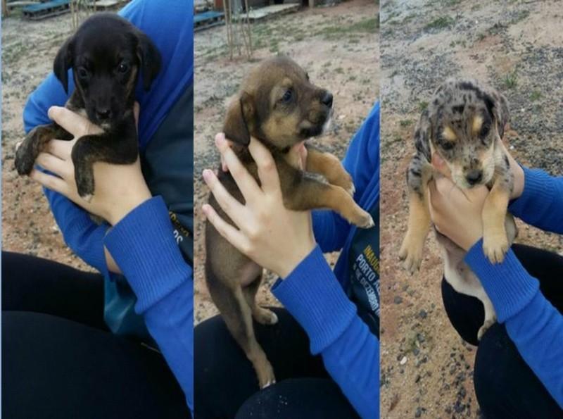 Animal para doação - Doa-se Filhotes, São Quatro Fêmeas, Com 60 Dias