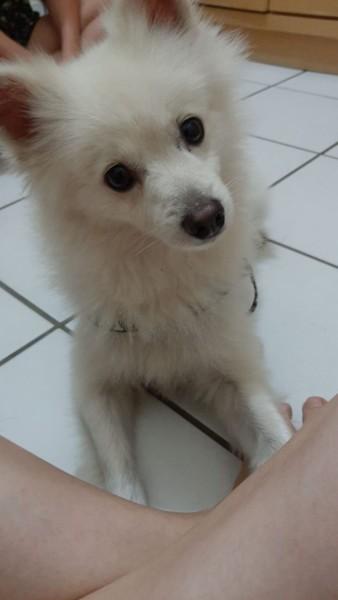 Animal encontrado no bairro Comerciário