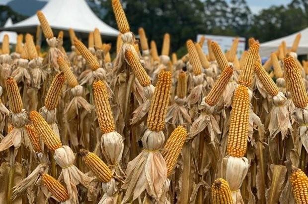 Secretaria da Agricultura monitora impactos da cigarrinha-do-milho nas lavouras de Santa Catarina