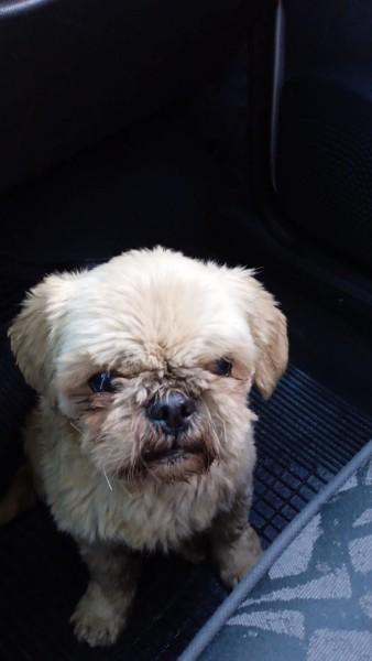 Animal encontrado no bairro Pinheirinho