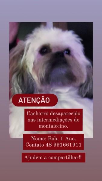 Procura-se Bob