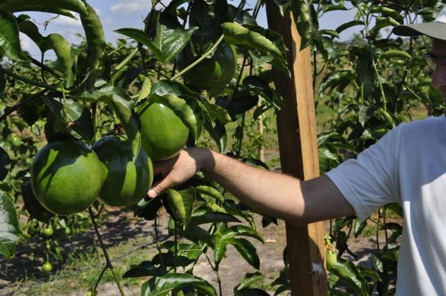 Pronatec oferece curso de fruticultura em Maracajá