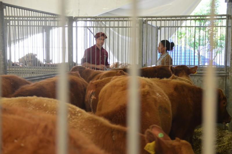 Leilão na AgroPonte incentiva comércio de bovinos