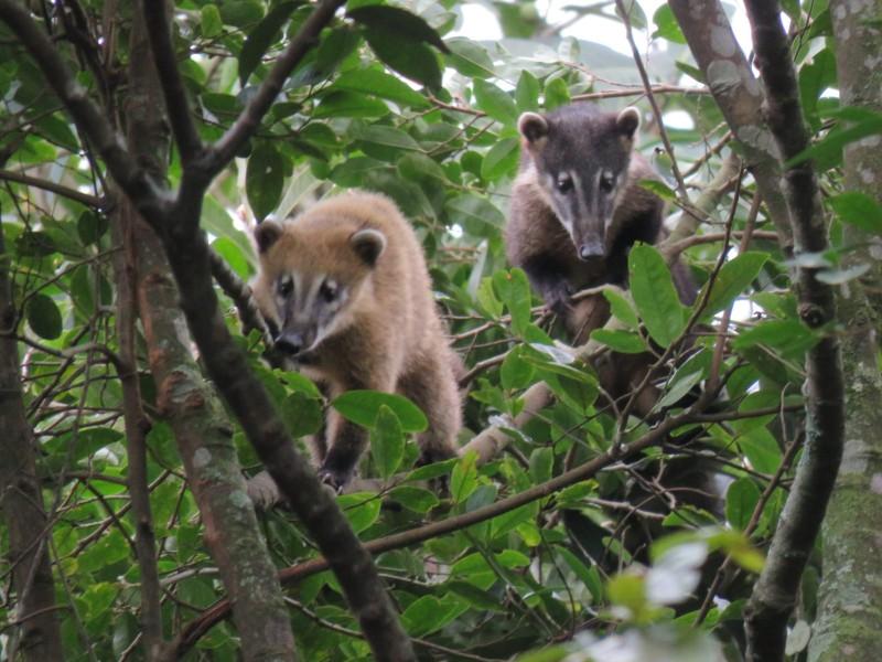 Câmeras-trap: a tecnologia que valoriza e preserva a fauna silvestre em Criciúma