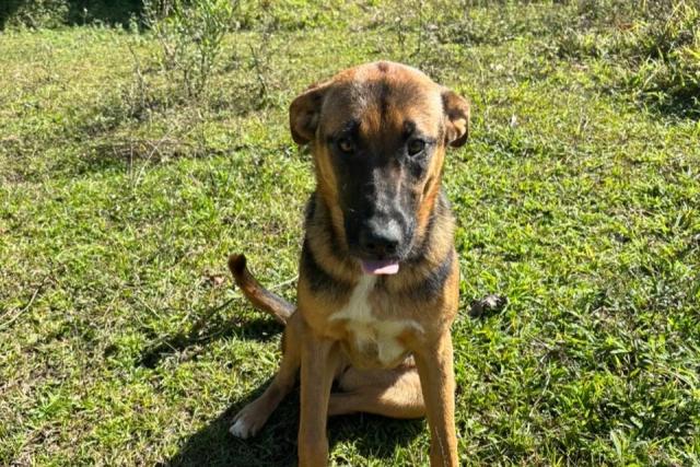 Bem-estar Animal de Urussanga orienta sobre como proceder em casos de suspeita de envenenamento
