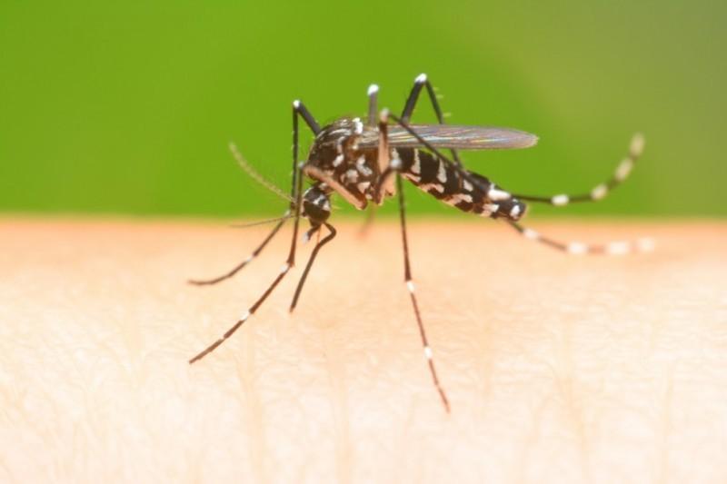 Dengue: mitos e verdades sobre o Aedes aegypti 