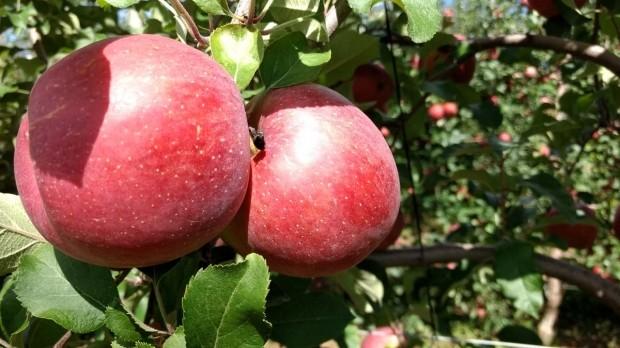 Estados do Sul se unem para assegurar sanidade nos pomares de maçã