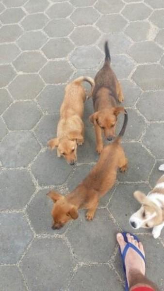Animal para doação - Scooby
