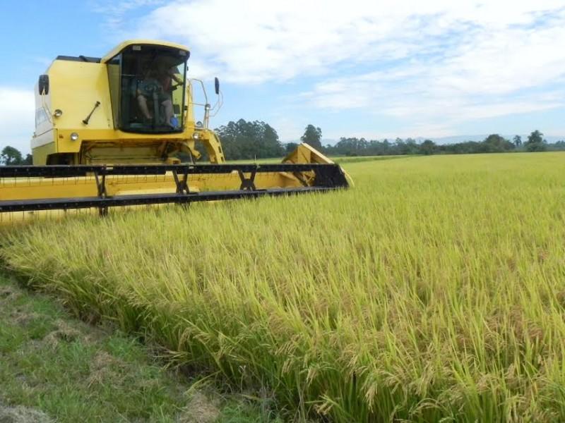 Evento dá início a colheita de arroz