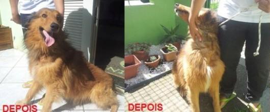 Collie recebeu alta e precisa de um lar!