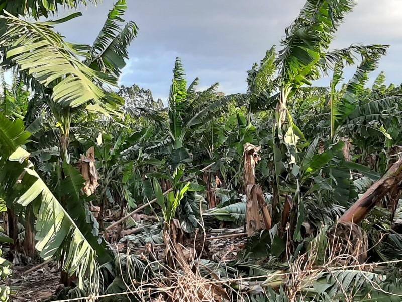 Prefeitura de Criciúma adquire R$ 50 mil em mudas de banana para amenizar prejuízos do ciclone bomba